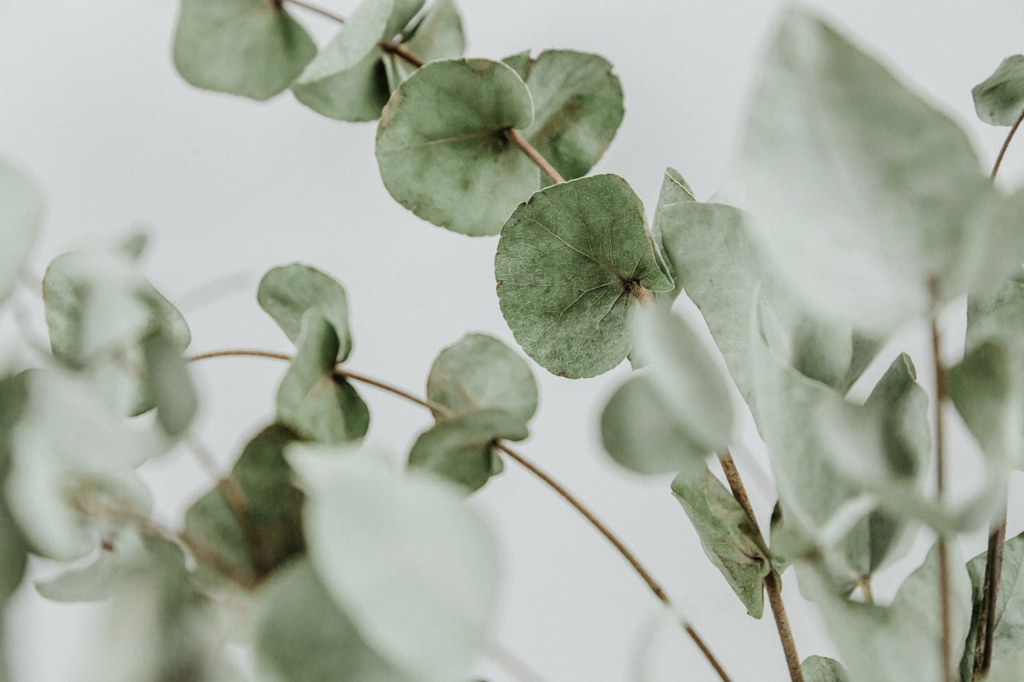 How Plant-Based Skincare Transforms Your Routine