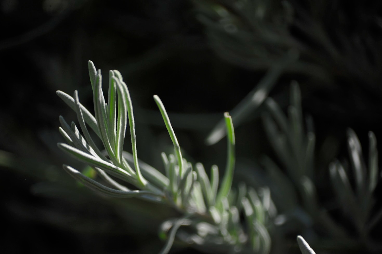Exploring the Science Behind Botanical Ingredients